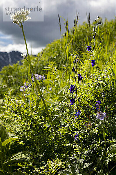 Nahaufnahme von alpinen Wildblumen und grünen  grasbewachsenen Pflanzen am Hatcher Pass an einem Berghang bei Archangel unter einem grauen  bewölkten Himmel in der Nähe der Independence Mine; Palmer  Alaska  Vereinigte Staaten von Amerika