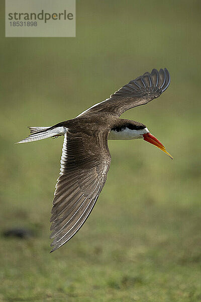 Afrikanischer Scherenschnabel (Rynchops flavirostris) fliegt mit ausgebreiteten Flügeln über Gras im Chobe-Nationalpark; Chobe  Botsuana