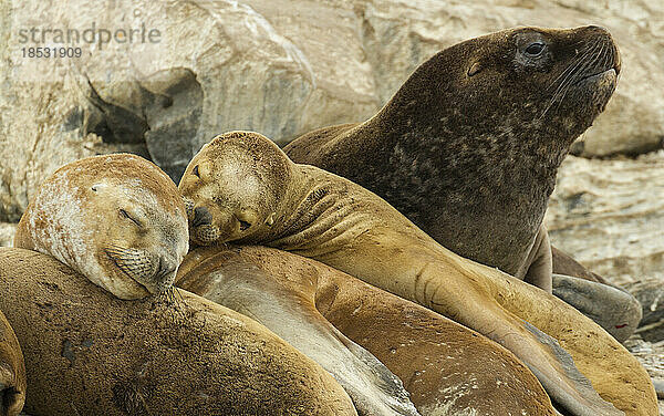 Südamerikanische Seelöwen (Otaria flavescens) bei einer Siesta auf der La Isla de Los Lobos im Beagle-Kanal  Feuerland  Argentinien; La Isla de Los Lobos  Feuerland  Argentinien