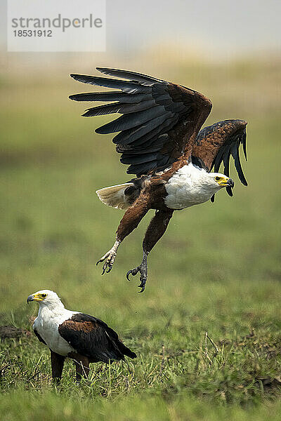 Afrikanischer Fischadler (Haliaeetus vocifer) hebt neben einem anderen im Chobe-Nationalpark ab; Chobe  Botswana