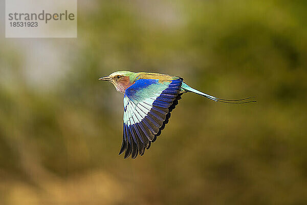 Lila-Brustwalze (Coracias caudatus) fliegt mit gesenkten Flügeln im Chobe-Nationalpark; Chobe  Botsuana