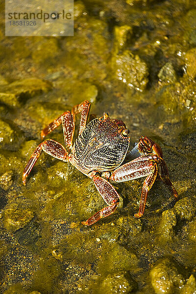 Bunte Krabbe auf einem Felsen im seichten Wasser in Roatan; Roatan  Honduras