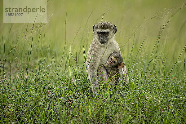 Weiblicher Grüne Meerkatze (Chlorocebus pygerythrus) mit Jungtieren während der Regenzeit; Okavango-Delta  Botswana