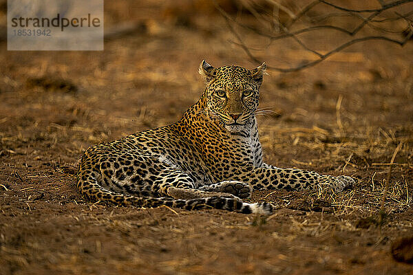 Weiblicher Leopard (Panthera pardus) liegt auf Sand und beobachtet die Kamera im Chobe-Nationalpark; Chobe  Botswana