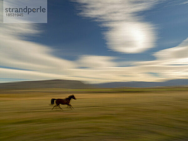 Ein Pferd läuft auf einer grünen Wiese außerhalb des Torres del Paine Nationalparks; Patagonien  Chile