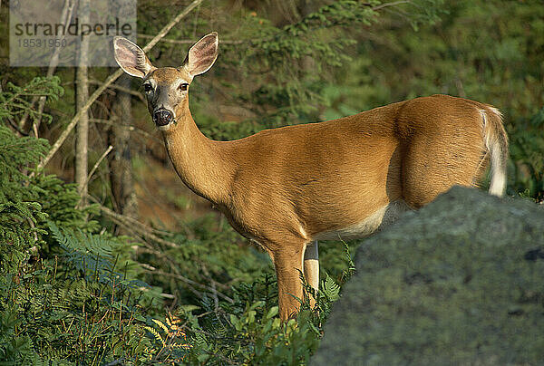 Porträt eines wach stehenden Weißwedelhirsches (Odocoileus virginianus) im Acadia National Park; Mount Desert Island  Maine  Vereinigte Staaten von Amerika