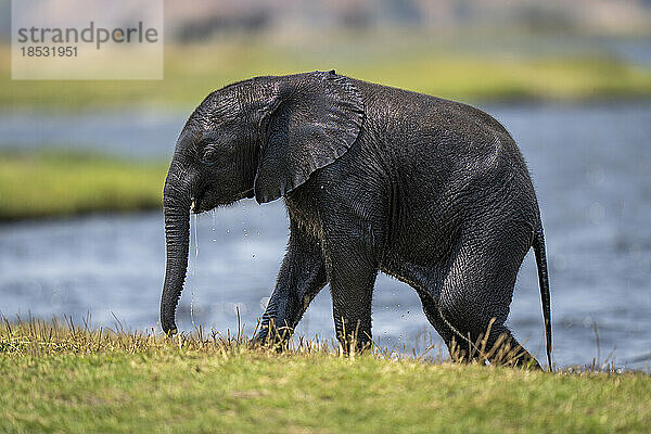 Kleiner afrikanischer Buschelefant (Loxodonta africana) läuft am Flussufer im Chobe-Nationalpark; Chobe  Botswana