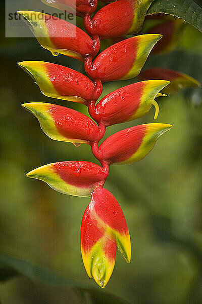 Heliconia-Pflanze (Heliconia pendula) in Abrahams Gewürzgarten in Kerala  Südindien; Kerala  Indien