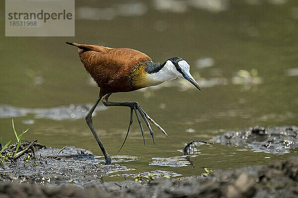 Afrikanischer Jacana (Actophilornis africanus) durchquert schlammige Untiefen und hebt den Fuß im Chobe-Nationalpark; Chobe  Botsuana