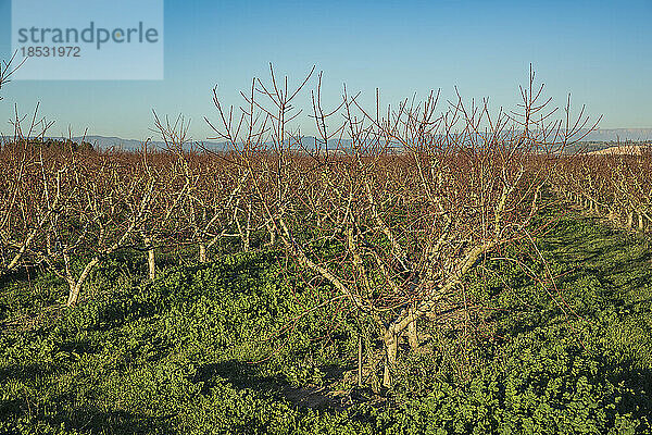 Landschaft und Blick auf eine Obstbaumplantage im Winter; Benissanet  Tarragona  Spanien