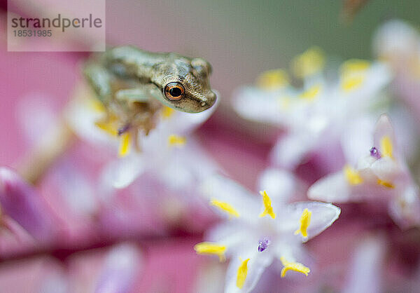 Winziger Glasfrosch (Centrolenidae sp.) auf einer Blüte von Cordyline terminalis Kunth sitzend; Costa Rica