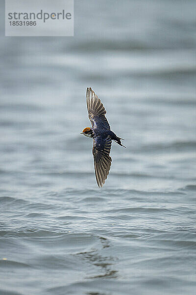 Drahtschwanzschwalbe (Hirundo smithii) fliegt über Wellen mit Spiegelung im Chobe-Nationalpark; Chobe  Botsuana