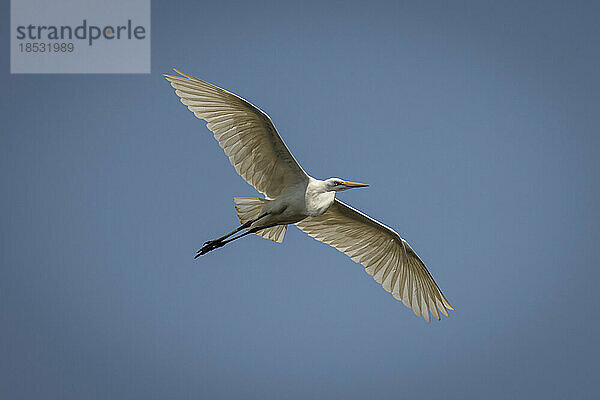 Silberreiher (Ardea alba) schwebt durch den perfekt blauen Himmel im Chobe-Nationalpark; Chobe  Botswana