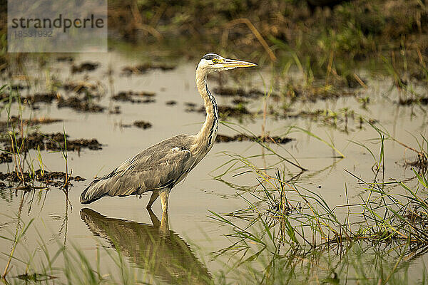 Graureiher (Ardea cinerea) watet durch Untiefen und beobachtet die Kamera im Chobe-Nationalpark; Chobe  Botwana