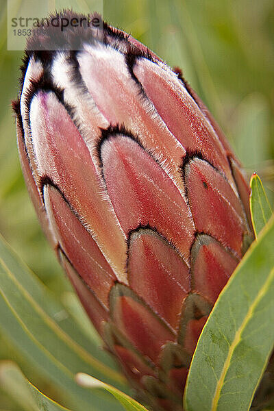 Geschlossene Blütenblätter einer Blume in einem botanischen Garten in Kapstadt; Kapstadt  Südafrika