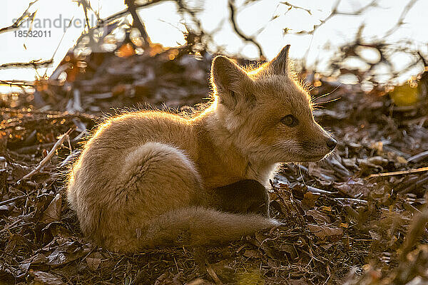 Porträt eines Rotfuchskätzchens (Vulpes vulpes)  das in getrockneten Blättern liegt; Mystic  Connecticut  Vereinigte Staaten von Amerika