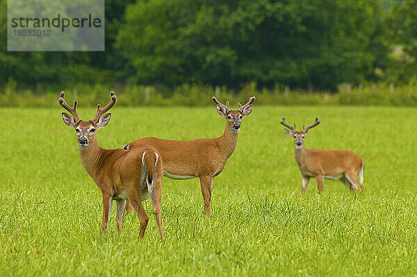 Drei Weißwedelhirsche (Odocoileus virginianus) in Cades Cove  Great Smoky Mountains National Park  Tennessee  USA; Tennessee  Vereinigte Staaten von Amerika