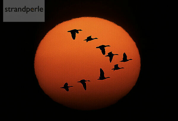 Sandhügelkraniche (Antigone canadensis) als Silhouette gegen die Sonne; Nebraska  Vereinigte Staaten von Amerika