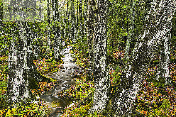 Bachlauf durch einen Schierlingswald im Acadian National Park; Maine  Vereinigte Staaten von Amerika