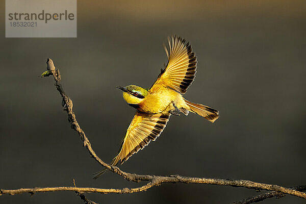 Kleiner Bienenfresser (Merops pusillus) mit Leuchtfliegen beim Ausbreiten der Flügel im Chobe-Nationalpark; Chobe  Botsuana