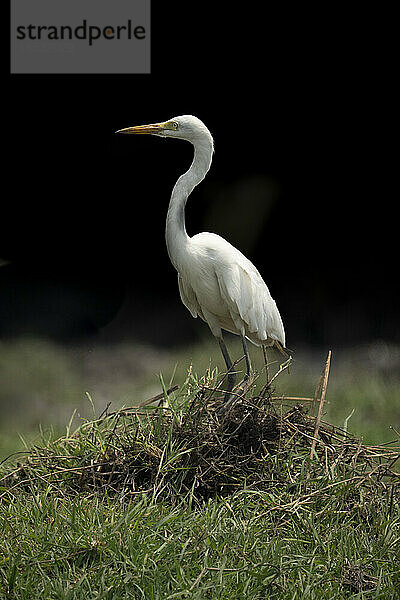 Silberreiher (Ardea alba) steht auf einem verworrenen Grashügel im Chobe-Nationalpark; Chobe  Botsuana