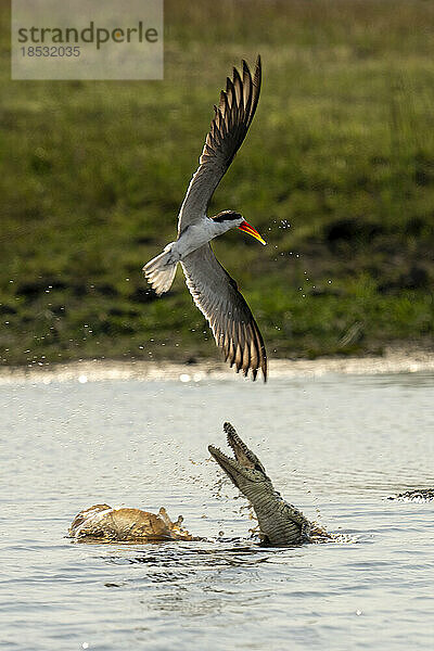 Nilkrokodil (Crocodylus niloticus) beim Versuch  den Afrikanischen Scherenschnabel (Rynchops flavirostris) im Chobe-Nationalpark zu fangen; Chobe  Botsuana