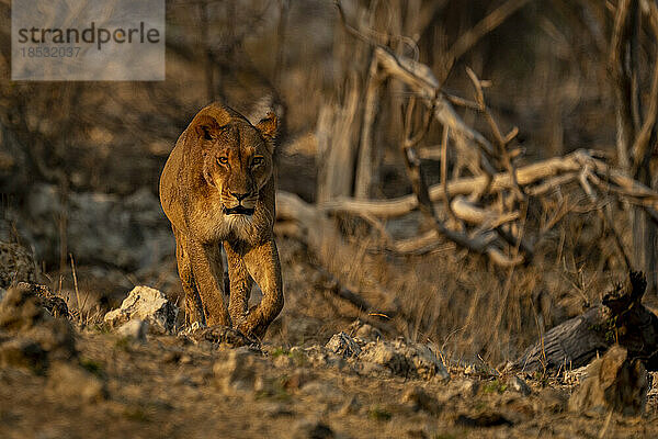Löwin (Panthera leo) läuft im Chobe-Nationalpark auf die Kamera zu; Chobe  Botswana