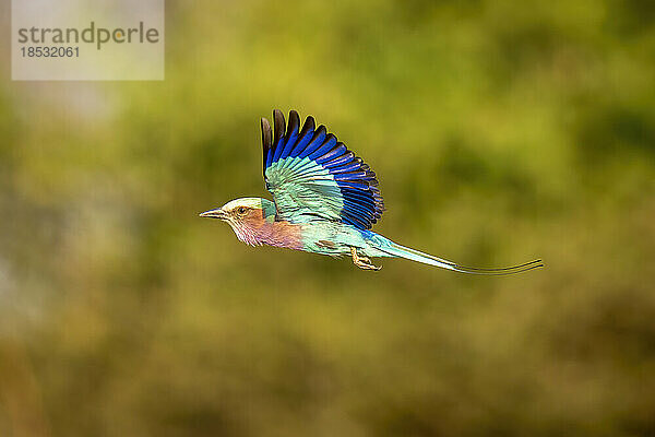 Lila-Brustwalze (Coracias caudatus) fliegt mit erhobenen Flügeln im Chobe-Nationalpark; Chobe  Botswana