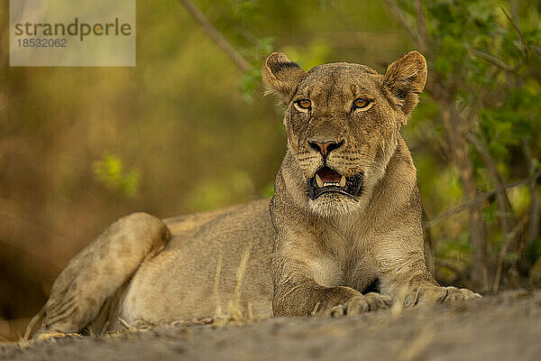 Löwin (Panthera leo) liegt mit offenem Maul unter einem Busch im Chobe-Nationalpark; Chobe  Botswana