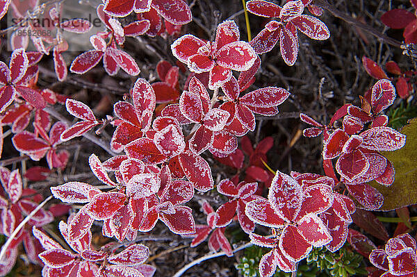 Erster Frost pulverisiert Blattränder in der Kronotsky-Biosphäre; Kronotsky Zapovednik  Kamtschatka  Russland