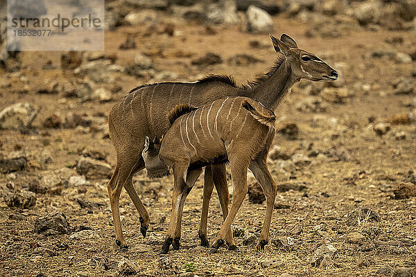 Weiblicher Großer Kudu (Tragelaphus strepsiceros) beobachtet die Kamera beim Säugen seines Babys im Chobe-Nationalpark; Chobe  Botsuana