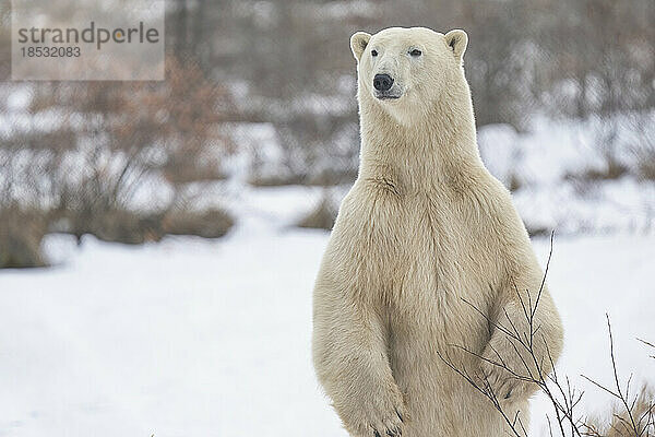 Eisbär (Ursus maritimus)  der auf den Hinterbeinen steht und etwas beobachtet; Churchill  Manitoba  Kanada