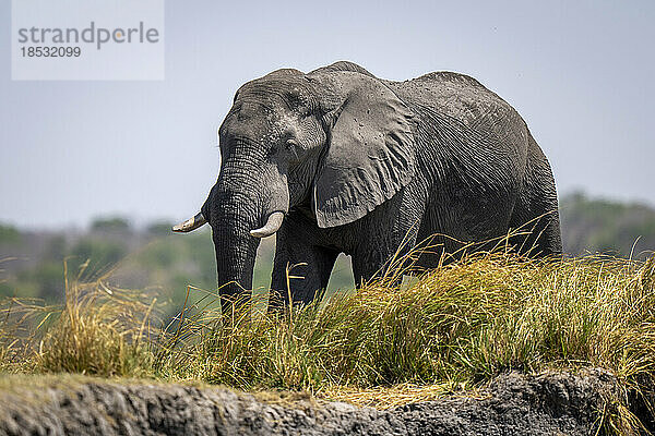 Afrikanischer Buschelefant (Loxodonta africana)  stehend im hohen Gras im Chobe-Nationalpark; Chobe  Botswana