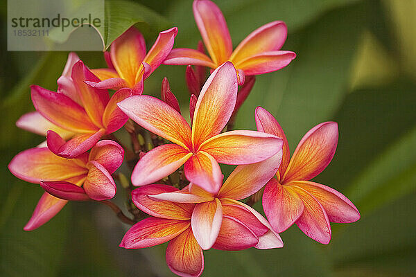 Nahaufnahme eines Büschels rosa und gelber  mehrfarbiger Plumeriablüten (Frangipani); Paia  Maui  Hawaii  Vereinigte Staaten von Amerika