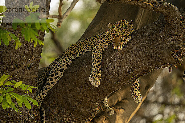 Leopard (Panthera pardus) liegt schlafend auf dem Ast eines Baumes im Chobe-Nationalpark; Chobe  Botswana