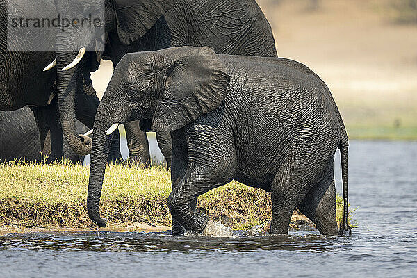 Weiblicher afrikanischer Buschelefant (Loxodonta africana) watet durch Untiefen im Chobe-Nationalpark; Chobe  Botswana