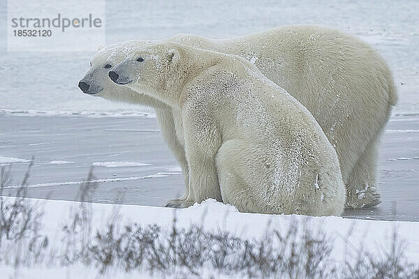 Eisbären (Ursus maritimus) an der Küste der Hudson Bay; Churchill  Manitoba  Kanada