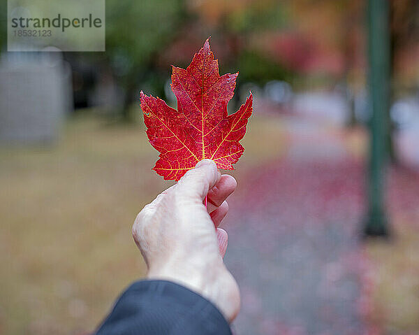 Hand  die ein leuchtend rotes Ahornblatt hält; Vancouver  British Columbia  Kanada