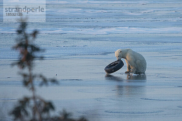 Eisbär (Ursus maritimus) beim Spielen mit einem Reifen auf einem zugefrorenen See; Churchill  Manitoba  Kanada