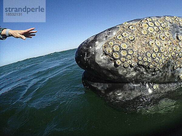 Eine Hand streckt sich aus  um den Kopf eines Grauwals (Eschrichtius robustus) zu berühren; Baja California  Mexiko