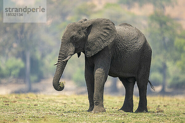 Afrikanischer Elefant (Loxodonta africana) hebt mit seinem Rüssel Gras im Chobe-Nationalpark an; Chobe  Botsuana