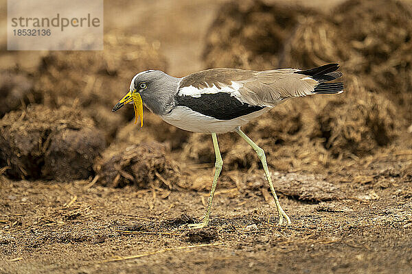 Weißscheitelkiebitz (Vanellus albiceps) passiert Elefantenmist im Sonnenschein im Chobe-Nationalpark; Chobe  Botswana