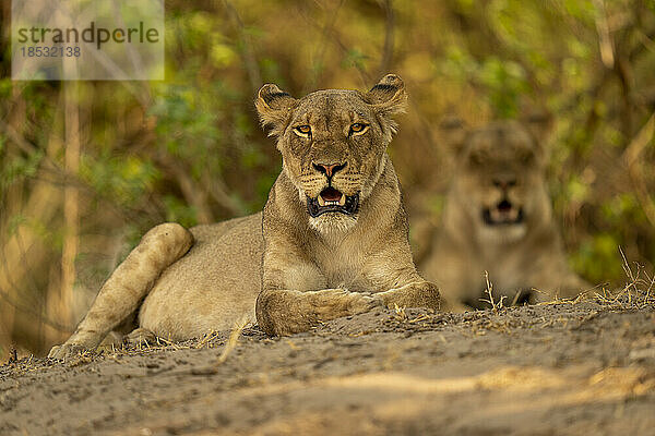 Löwin (Panthera leo) liegt mit offenem Maul und beobachtet die Kamera im Chobe-Nationalpark; Chobe  Botswana