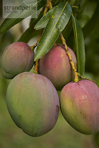 Mangos auf einem Baum; Jamaika  Westindien