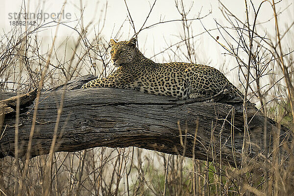 Leopard (Panthera pardus) liegt auf einem toten Baumstamm inmitten von Büschen im Chobe-Nationalpark; Chobe  Botswana