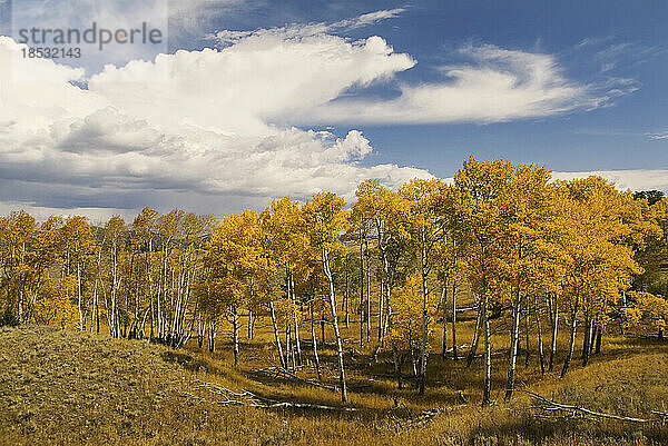 Hain von Espenbäumen in Herbstfarben in einer hügeligen Landschaft  Blacktail Plateau Drive  Yellowstone National Park  Wyoming  USA; Wyoming  Vereinigte Staaten von Amerika