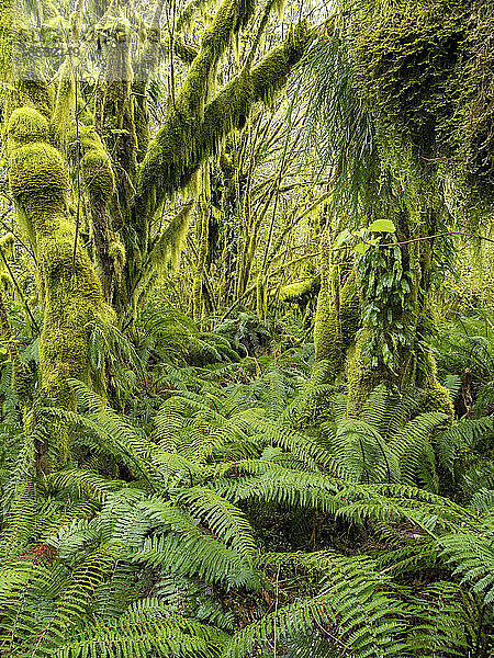 Detailaufnahme eines üppigen Regenwaldes am Milford Track; Milford Sound  Milford Track  Südinsel  Neuseeland