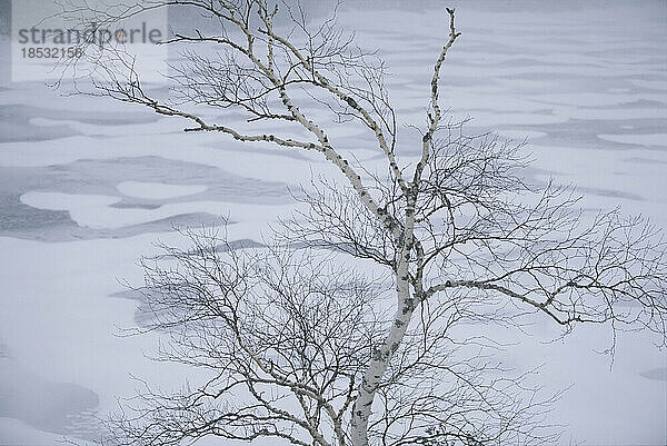 Blattlose Weißbirke am Ufer eines zugefrorenen Sees  Cascade Lake  New York  USA; New York  Vereinigte Staaten von Amerika