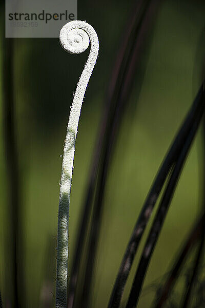 Entfaltung der Wedel des Fiddlehead-Farns; Costa Rica