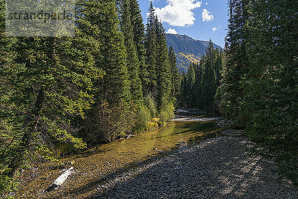 Ein Bach fließt durch die Hochwälder von Colorado. Die Espenbäume verfärben sich an den Hängen in der Ferne; Colorado  Vereinigte Staaten von Amerika